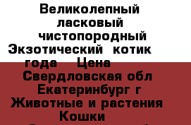 Великолепный, ласковый, чистопородный Экзотический  котик 2 ,6 года. › Цена ­ 3 000 - Свердловская обл., Екатеринбург г. Животные и растения » Кошки   . Свердловская обл.